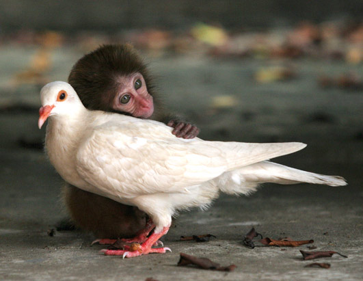 cni_macaque_070914_ssh Unconditional love monkey and bird