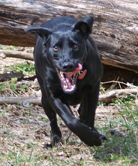 small_118335382 Rabid Dog