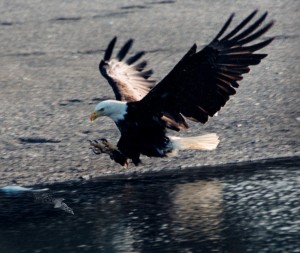 Eagle landing on water