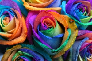 Rainbow roses