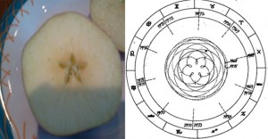 Path of Venus and the apple
