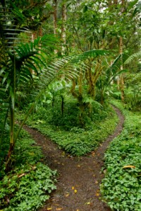 Rainforest