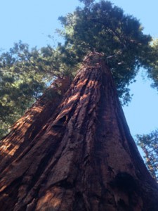 Calaveras Big Tree National Park