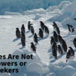 Initiates Are Not Followers or Seekers