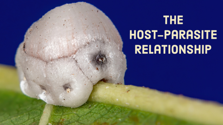 Read more about the article The Host-Parasite Relationship