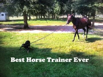Read more about the article Using Our Animals to Let Go of Beliefs